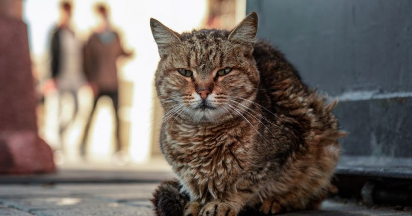 Why Are There So Many Cats in Istanbul